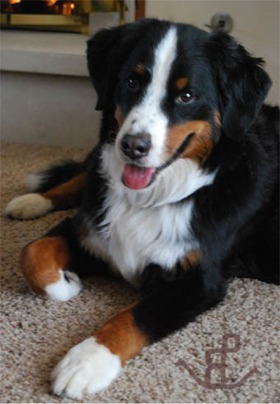 About Us | Bernese Mountain Dogs | BMD | Expressions of Grace Berners