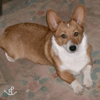 Female Corgis | Pembroke Welsh Corgis | Expressions of Grace Corgis